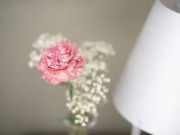 Blume im Sonnenlicht