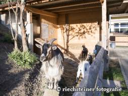 Tiere