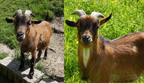 max und Moritz