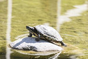 schildkröte