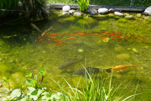 fische