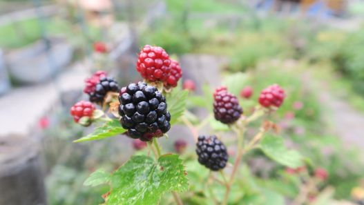 Beeren & Gemüse aus dem Garten