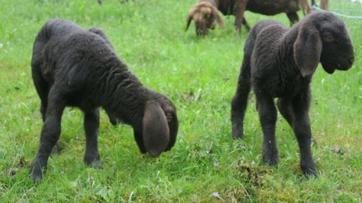 Nachwuchs im STALL 2026