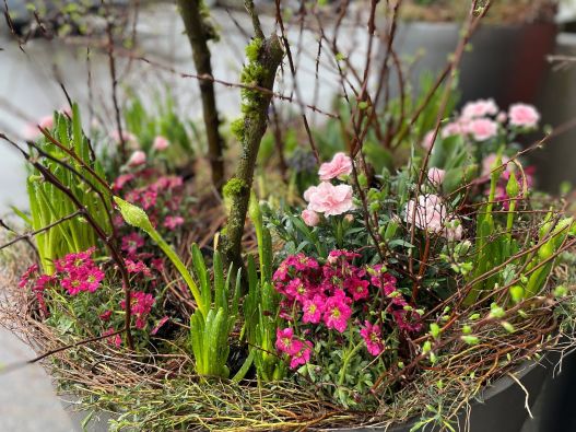 Unser Eingang im Frühlingskleid