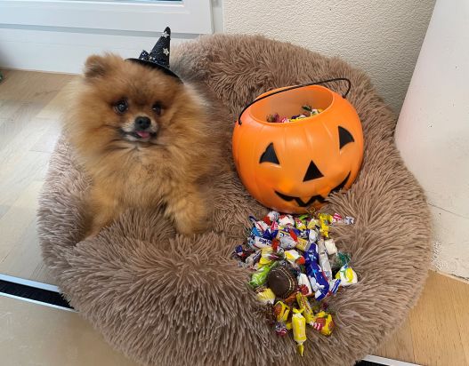 Halloween-Vorbereitungen