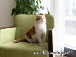 Katze auf dem Sessel